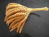 Foxtail Millet red chinese brand 15kg